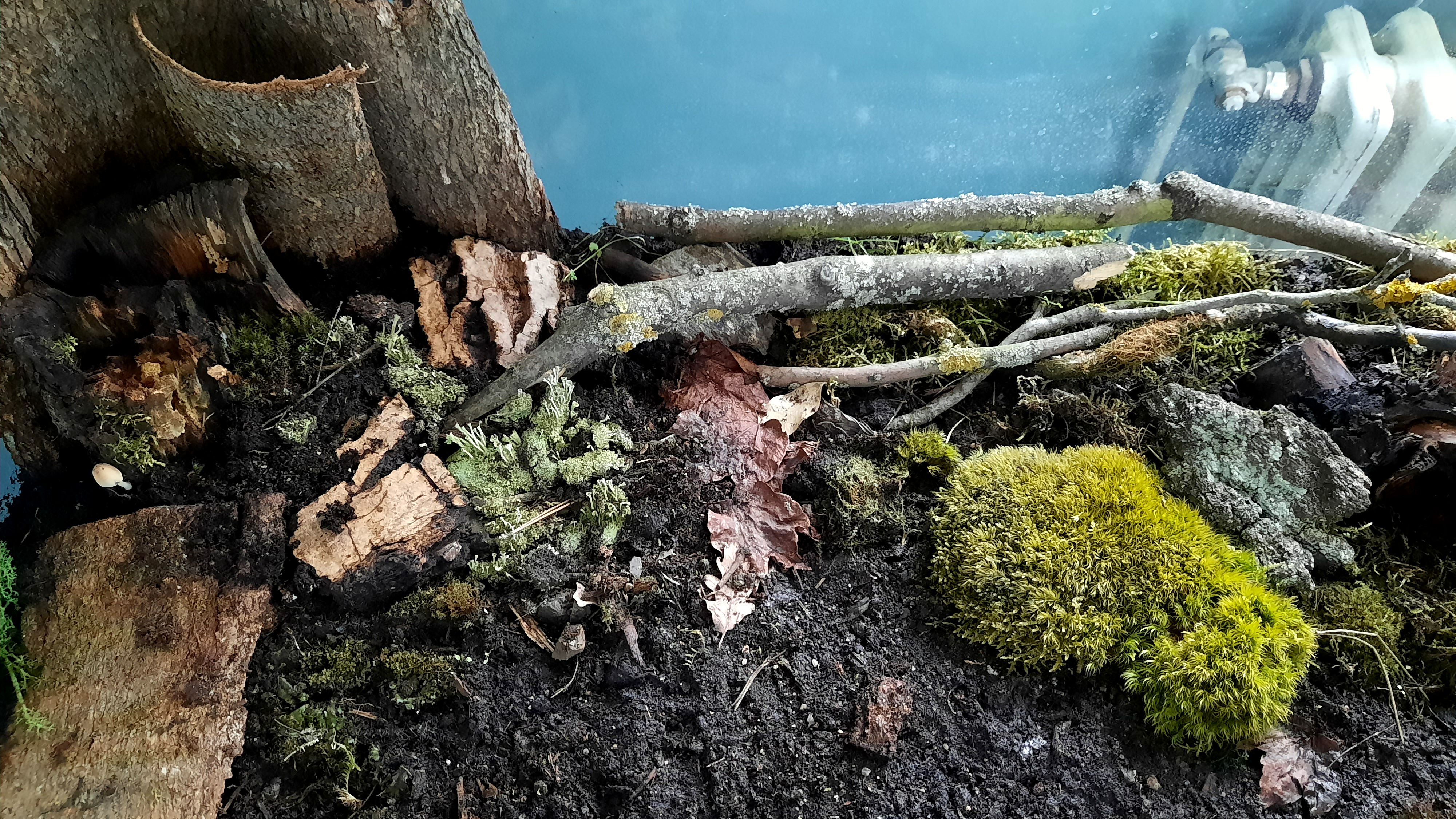 Nové "mechárium" na chodbě u biologie